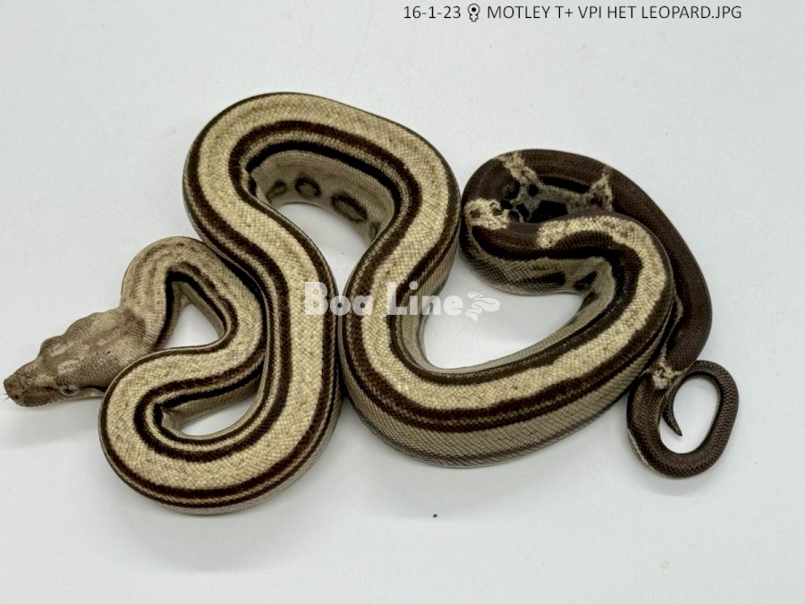 MOTLEY T+ VPI HET LEOPARD